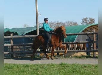 Icelandic Horse, Gelding, 5 years, 14 hh, Chestnut-Red