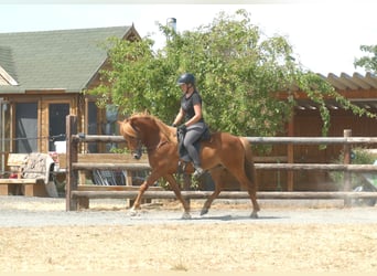 Icelandic Horse, Gelding, 5 years, 14 hh, Chestnut-Red