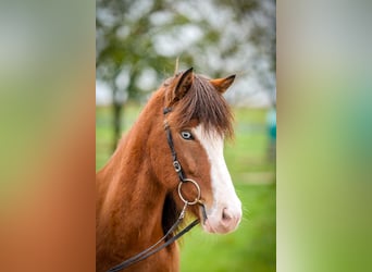 Icelandic Horse, Gelding, 5 years, 14 hh, Pinto