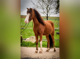 Icelandic Horse, Gelding, 5 years, 14 hh, Pinto