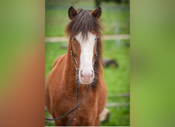 Icelandic Horse, Gelding, 5 years, 14 hh, Pinto