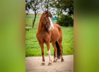 Icelandic Horse, Gelding, 5 years, 14 hh, Pinto