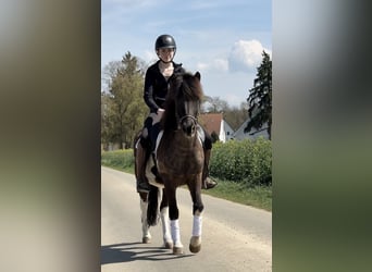 Icelandic Horse, Gelding, 5 years, 14 hh, Pinto