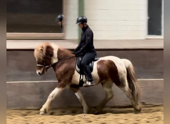 Icelandic Horse, Gelding, 5 years, 14 hh, Pinto