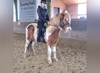 Icelandic Horse, Gelding, 5 years, 14 hh, Pinto