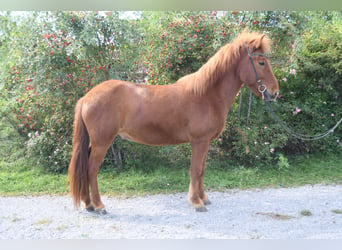 Icelandic Horse, Gelding, 5 years, 14 hh, Sorrel