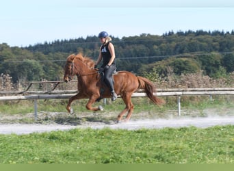 Icelandic Horse, Gelding, 5 years, 14 hh, Sorrel