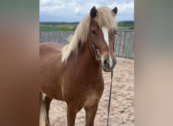 Icelandic Horse, Gelding, 5 years, 14 hh, Sorrel