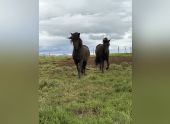 Icelandic Horse, Gelding, 5 years, 14,1 hh, Brown