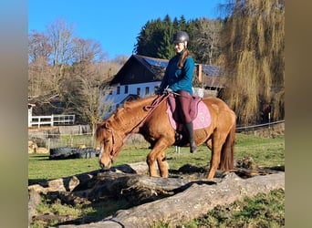 Icelandic Horse Mix, Gelding, 5 years, 14,1 hh, Chestnut-Red