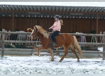 Icelandic Horse, Gelding, 5 years, 14,2 hh