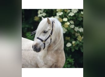 Icelandic Horse, Gelding, 5 years, Palomino