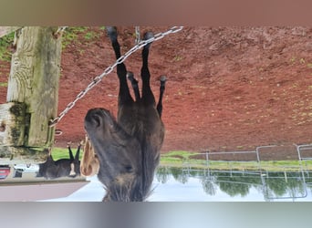 Icelandic Horse, Gelding, 6 years, 13.1 hh, Black