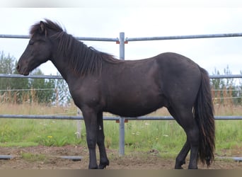 Icelandic Horse, Gelding, 6 years, 13.1 hh, Black