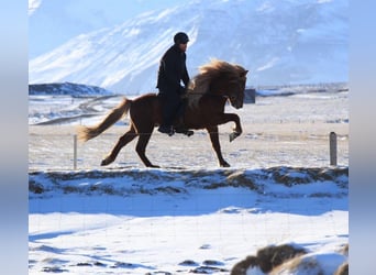Icelandic Horse, Gelding, 6 years, 13.1 hh, Chestnut-Red