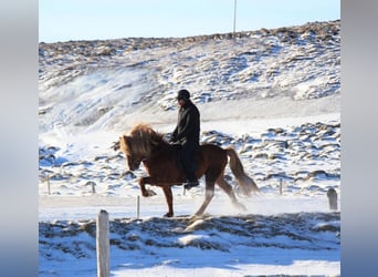 Icelandic Horse, Gelding, 6 years, 13.1 hh, Chestnut-Red