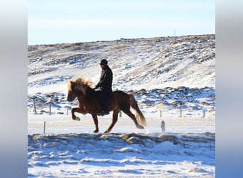 Icelandic Horse, Gelding, 6 years, 13.1 hh, Chestnut-Red