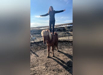 Icelandic Horse, Gelding, 6 years, 13.1 hh, Chestnut-Red