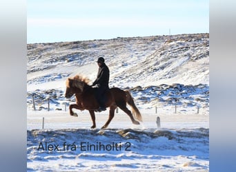 Icelandic Horse, Gelding, 6 years, 13.1 hh, Chestnut-Red