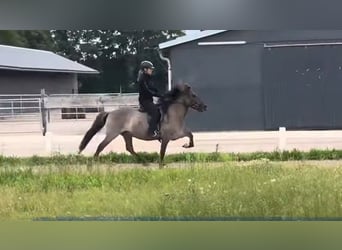 Icelandic Horse, Gelding, 6 years, 13.1 hh Icelandic Horse, Gelding, 6 years, 13.1 hh