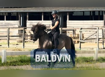 Icelandic Horse, Gelding, 6 years, 13.1 hh Icelandic Horse, Gelding, 6 years, 13.1 hh