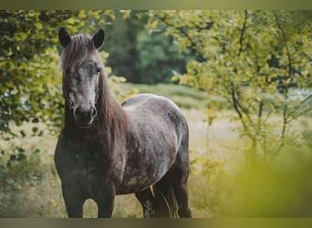 Icelandic Horse, Gelding, 6 years, 13,1 hh, Gray-Dark-Tan