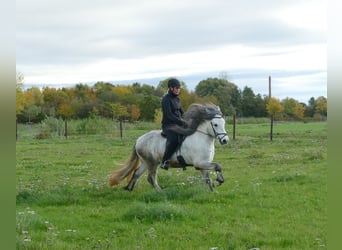 Icelandic Horse, Gelding, 6 years, 13.1 hh, Grey