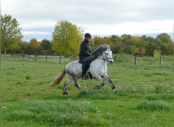 Icelandic Horse, Gelding, 6 years, 13.1 hh, Grey