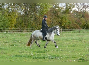 Icelandic Horse, Gelding, 6 years, 13.1 hh, Grey