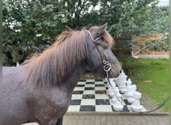 Icelandic Horse, Gelding, 6 years, 13,2 hh, Black