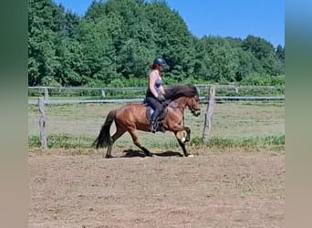 Icelandic Horse, Gelding, 6 years, 13.2 hh, Brown