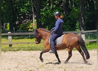 Icelandic Horse, Gelding, 6 years, 13.2 hh, Brown