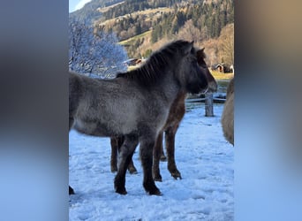 Icelandic Horse, Gelding, 6 years, 13.2 hh, Dun
