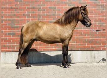 Icelandic Horse, Gelding, 6 years, 13.2 hh, Dun