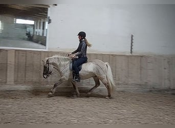 Icelandic Horse, Gelding, 6 years, 13.2 hh, Dun