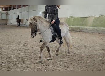 Icelandic Horse, Gelding, 6 years, 13.2 hh, Dun
