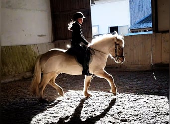 Icelandic Horse, Gelding, 6 years, 13.2 hh, Dun