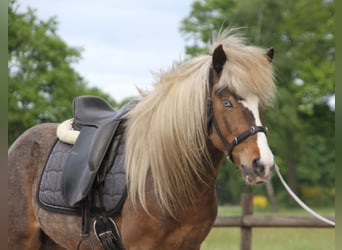Icelandic Horse, Gelding, 6 years, 13.2 hh, Pinto