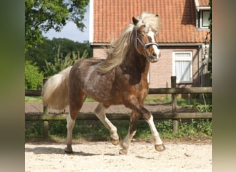 Icelandic Horse, Gelding, 6 years, 13.2 hh, Pinto