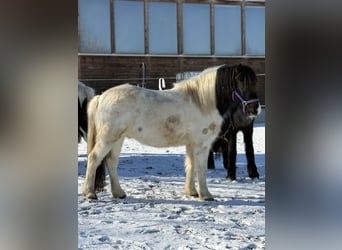 Icelandic Horse, Gelding, 6 years, 13.2 hh, Pinto
