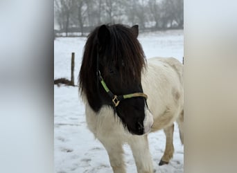 Icelandic Horse, Gelding, 6 years, 13.2 hh, Pinto