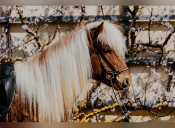 Icelandic Horse, Gelding, 6 years, 13.3 hh, Chestnut-Red