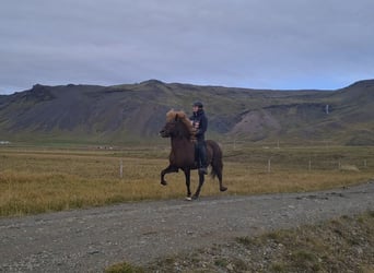 Icelandic Horse, Gelding, 6 years, 13.3 hh, Chestnut-Red