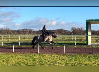 Icelandic Horse, Gelding, 6 years, 13,3 hh, Dun