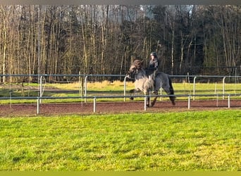 Icelandic Horse, Gelding, 6 years, 13,3 hh, Dun