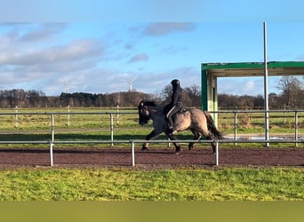 Icelandic Horse, Gelding, 6 years, 13,3 hh, Dun