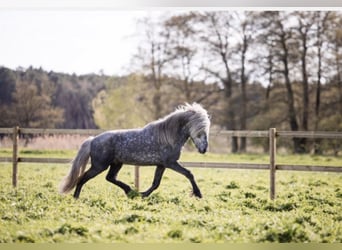 Icelandic Horse, Gelding, 6 years, 13.3 hh, Gray-Dark-Tan