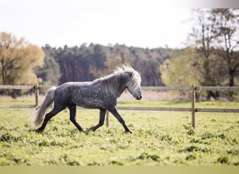Icelandic Horse, Gelding, 6 years, 13.3 hh, Gray-Dark-Tan