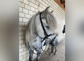 Icelandic Horse, Gelding, 6 years, 13.3 hh, Gray-Dark-Tan