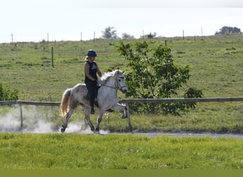 Icelandic Horse, Gelding, 6 years, 13.3 hh, Gray